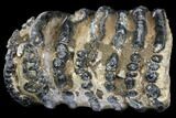 Partial Southern Mammoth Molar - Hungary #149852-2